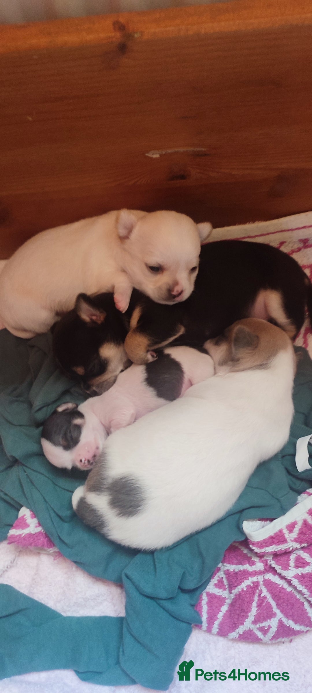 Chihuahua dogs for sale:  Tiny dog chihuahua - Advert 13