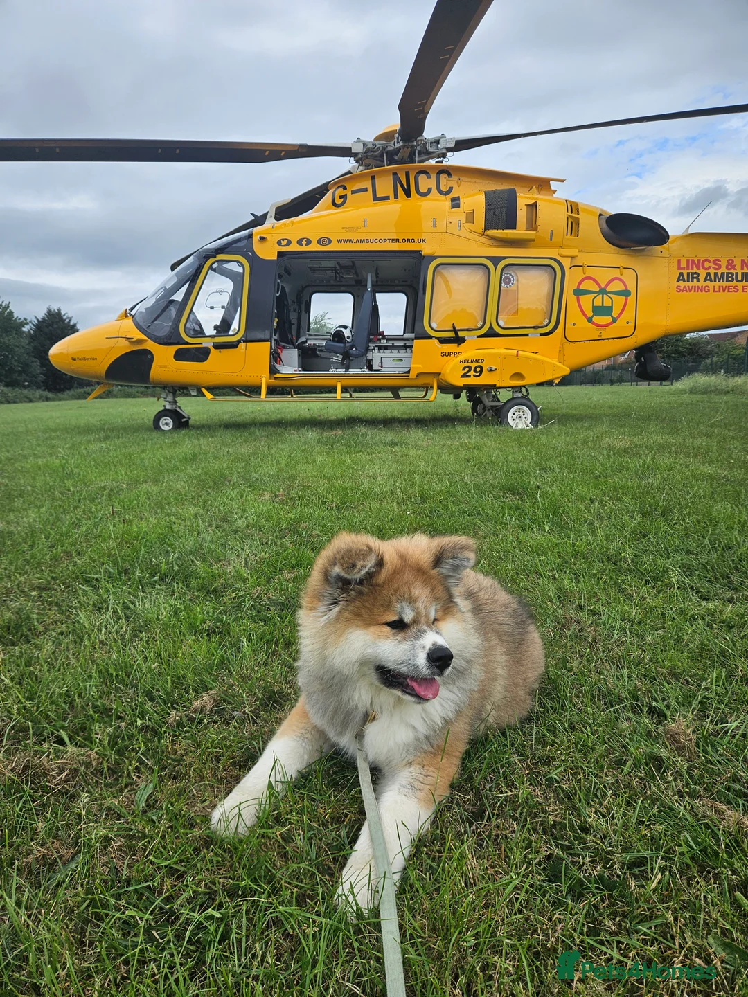 Japanese Akita Inu dogs for sale: Last Remaining Girl - RKC Registered - Advert 2