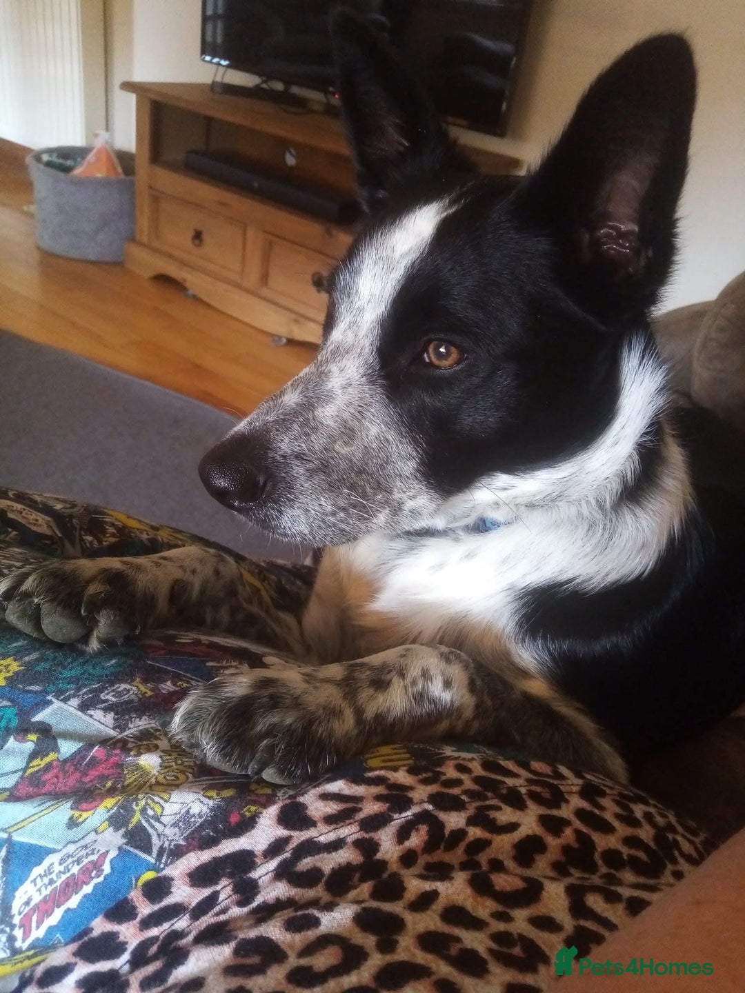 Border Collie dogs for sale: Border collie looking for new home - Image 16