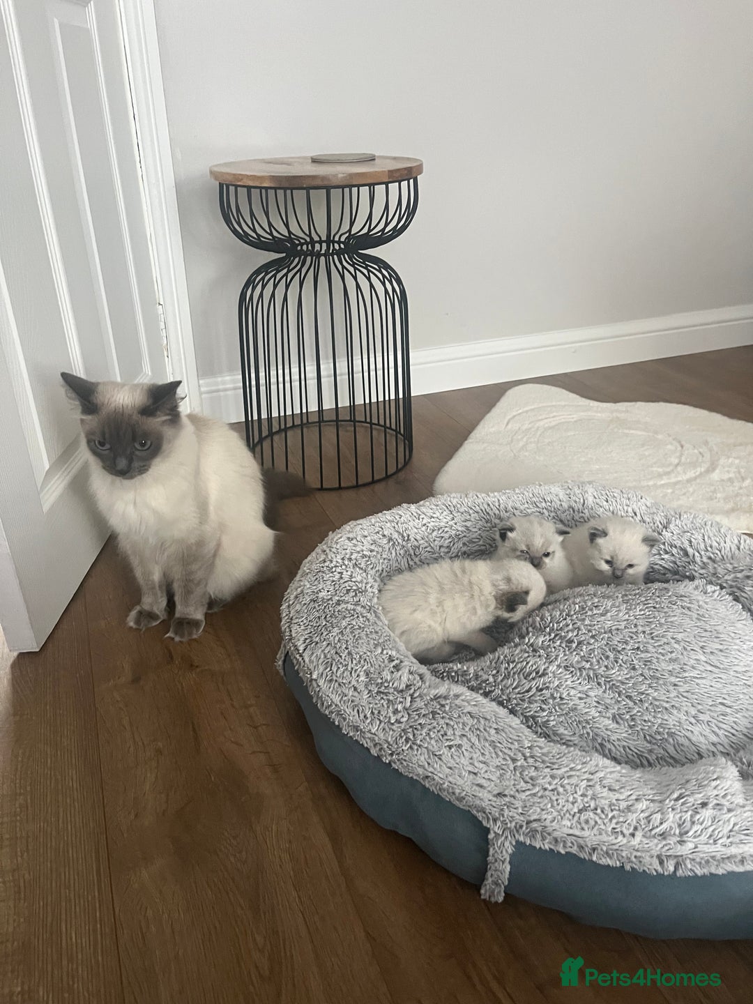 Ragdoll cats for sale: Snowy kitty for sale  - Image 1