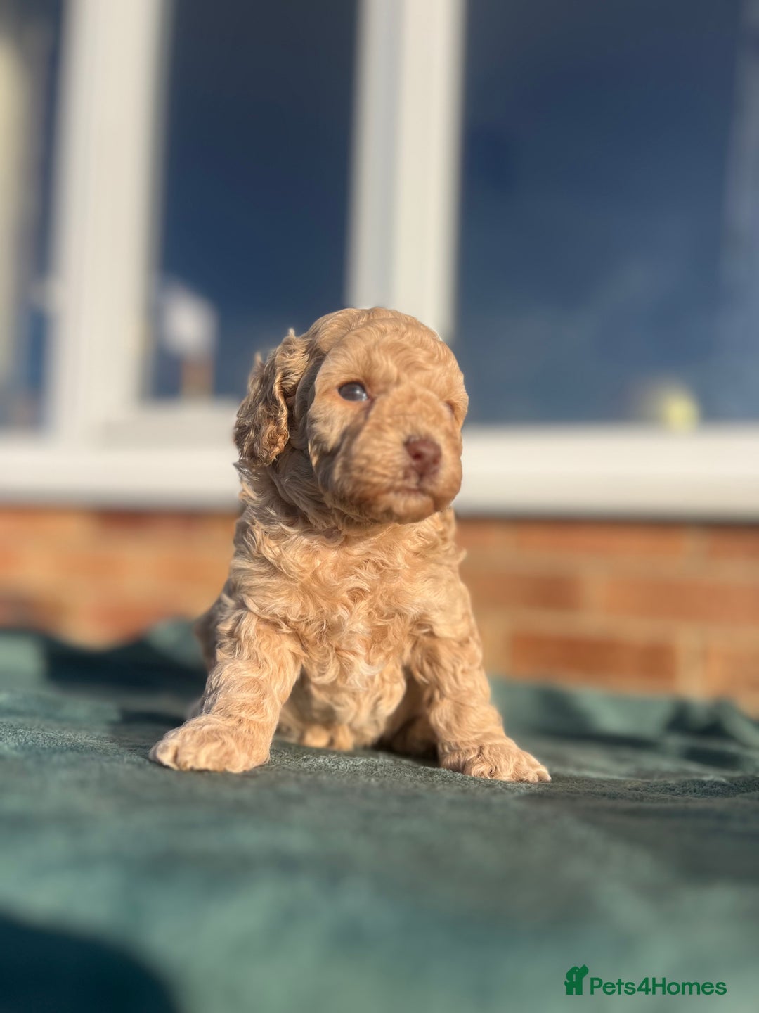 Miniature Poodle dogs for sale: Beautiful miniature poodles  - Advert 8