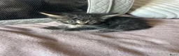 Mixed Breed cats for sale: Ragdoll x Maine coon - Advert 18