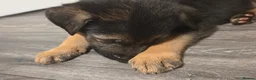 German Shepherd dogs for sale: German shepherd pups in Huddersfield - Advert 6