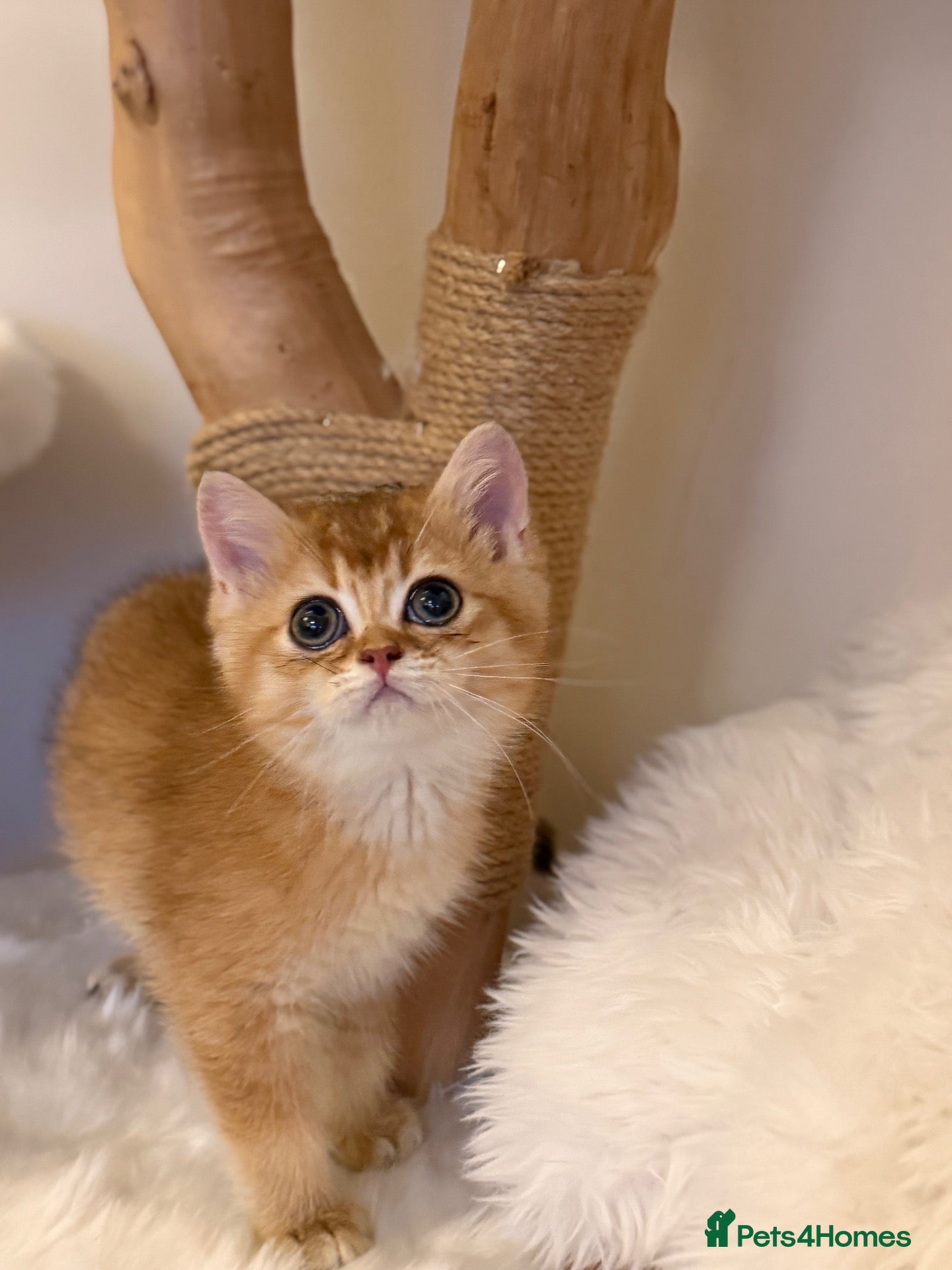 British Shorthair cats Golden & Silver BSH. 100% Pure pedigree Registered - Advert 2