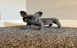 French Bulldog dogs for sale: French bulldog females puppies - Image 7