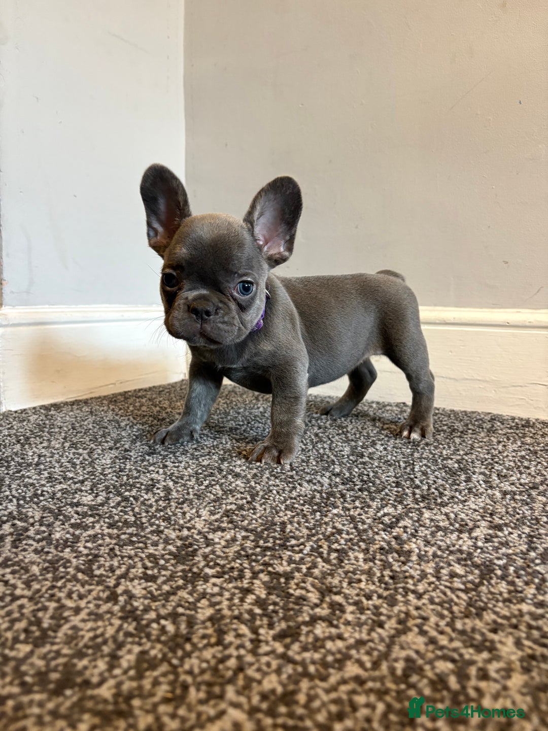 French Bulldog dogs for sale: French bulldog females puppies - Image 7