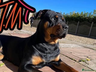 Rottweiler dogs Adult Full-Bred Female Rottweiler - Advert 17