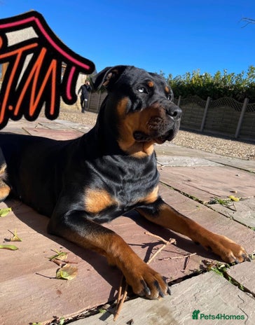 Rottweiler dogs Adult Full-Bred Female Rottweiler – £1,000 - Advert 1