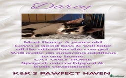 Domestic Shorthair cats for sale: Kittens and cats for adoption.  - Image 18