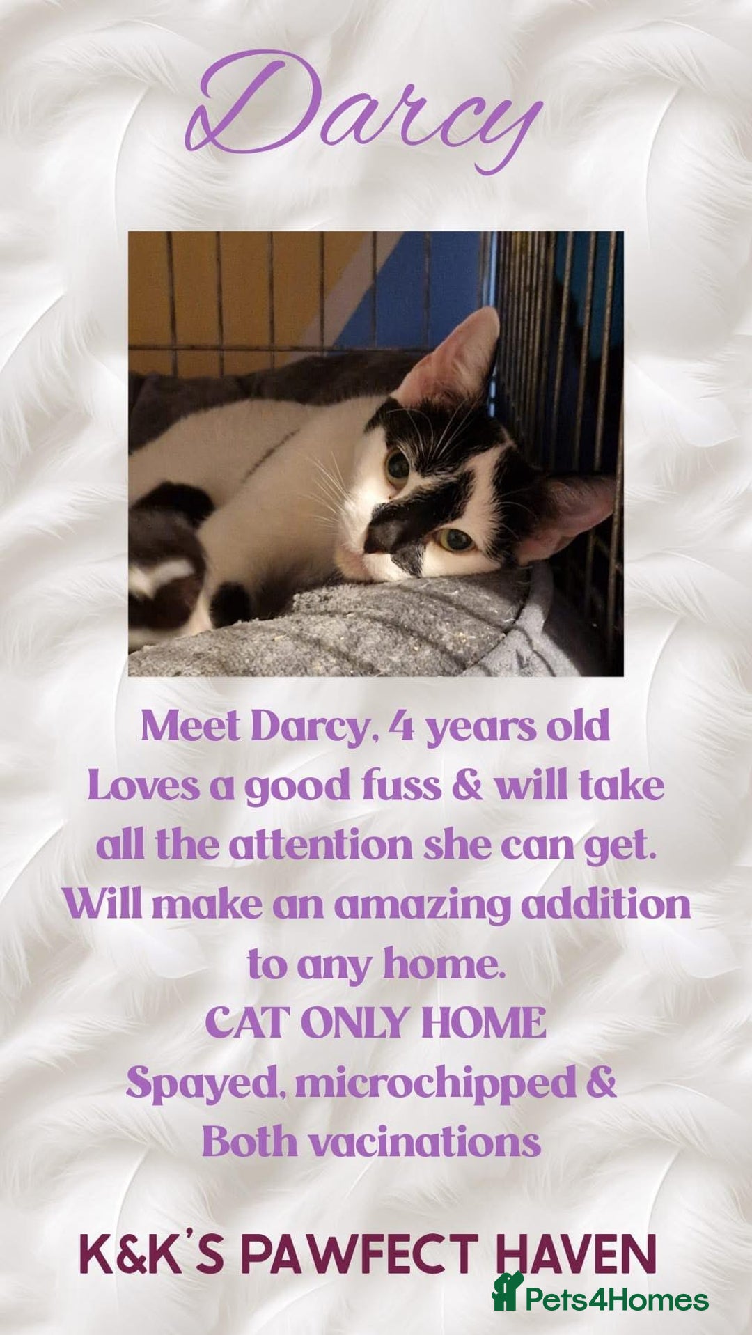 Domestic Shorthair cats for sale: Kittens and cats for adoption.  - Image 18