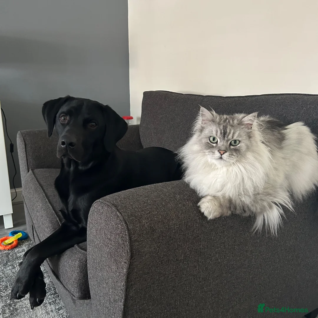Labrador Retriever dogs for sale: Male black Labrador Retriever  - Advert 15