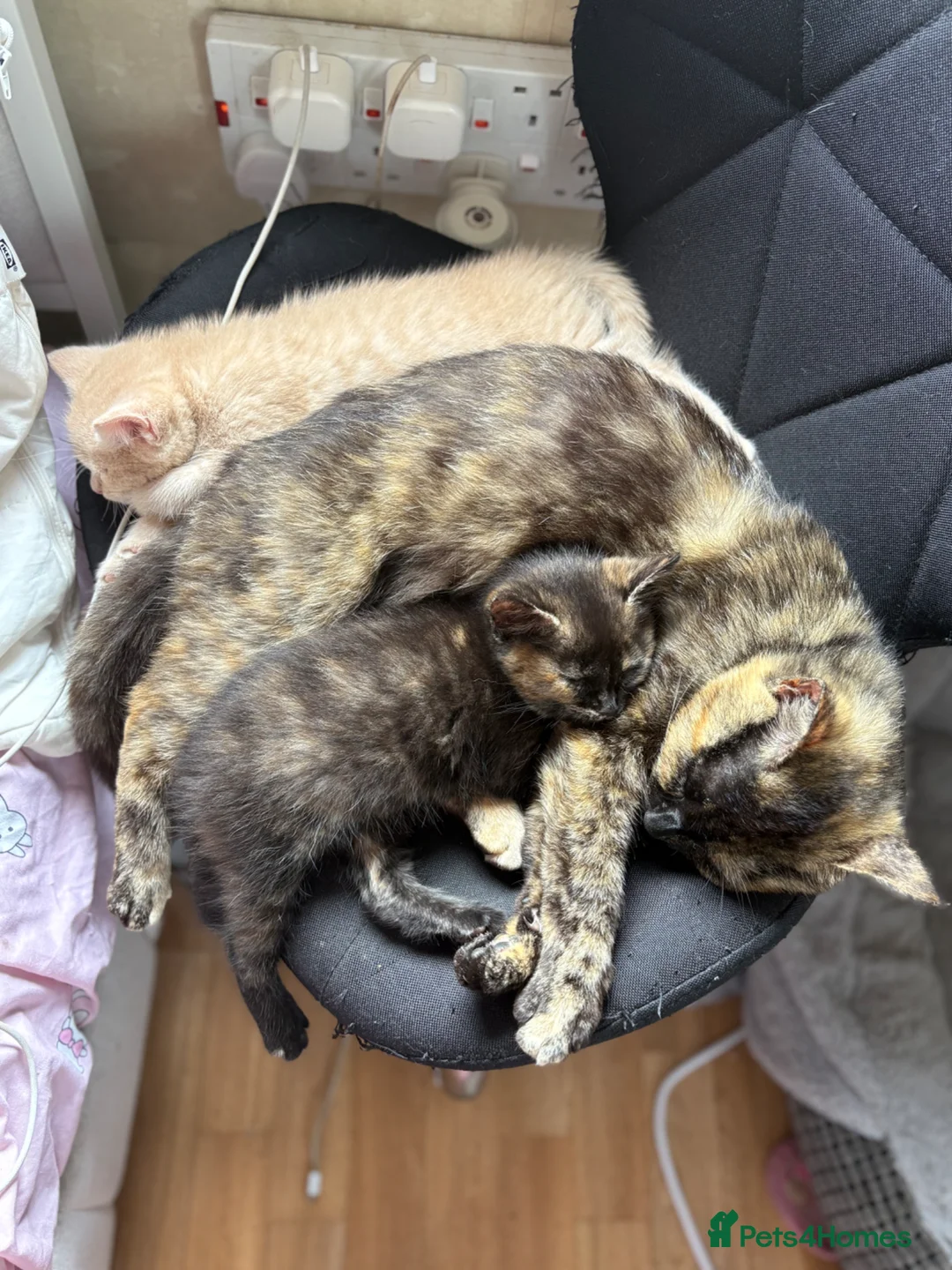 British Shorthair cats for sale: Tortoiseshell girl - Advert 1
