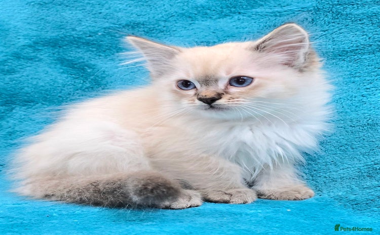 Ragdoll cats 'REDUCED' PEDIGREE GCCF REG CHAMPION LINE RAGDOLLS - Advert 12