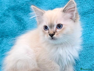 Ragdoll cats 'REDUCED' PEDIGREE GCCF REG CHAMPION LINE RAGDOLLS - Advert 10