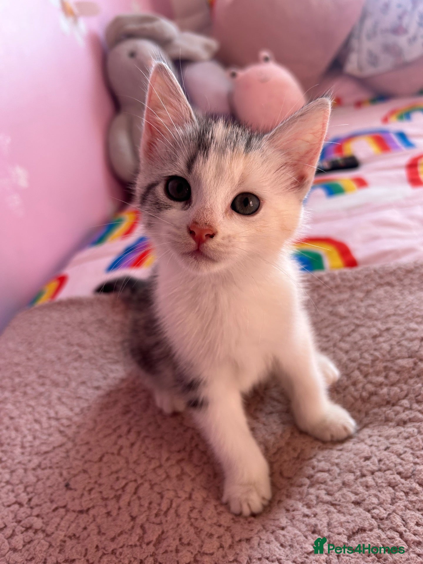 Mixed Breed cats Beautiful Mixed breed kittens(ready to leave now)  - Advert 1