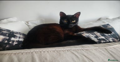 Mixed Breed cats - Advert 13