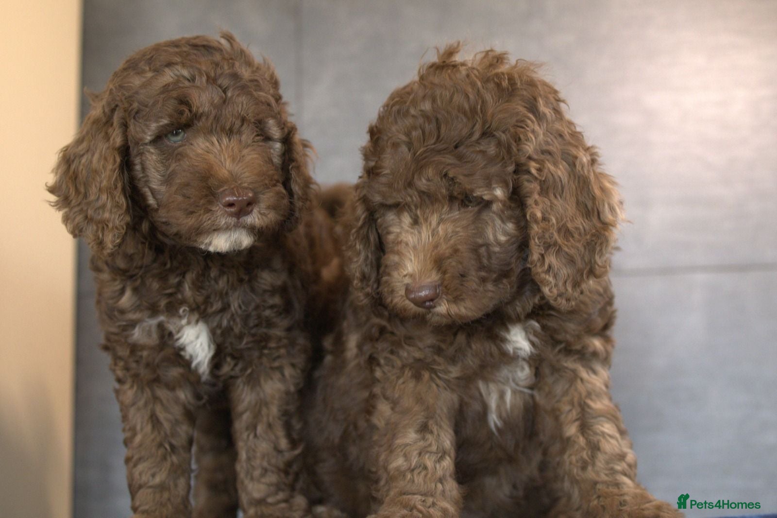 Labradoodle dogs Our Puppies Are Thriving BVA DNA screened parents  - Advert 2