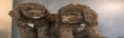 Labradoodle dogs for sale: Ready now , first vaccine complete & health check  - Advert 8