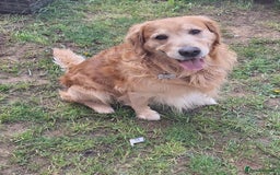 Golden Retriever dogs for sale: Golden Retriever pups - Image 17