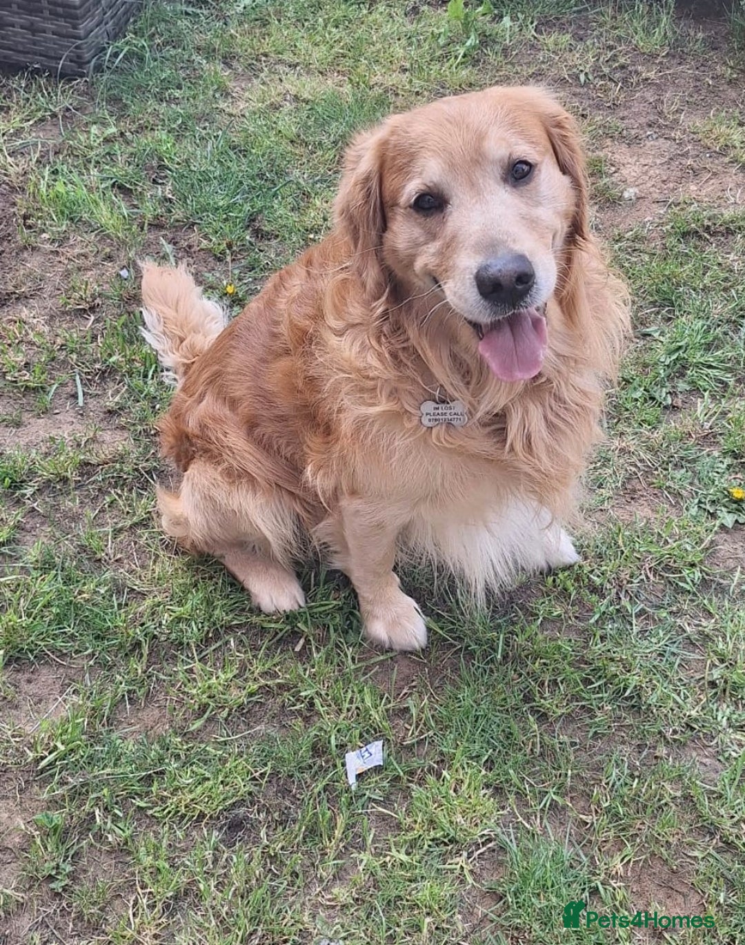 Golden Retriever dogs for sale: Golden Retriever pups - Image 17