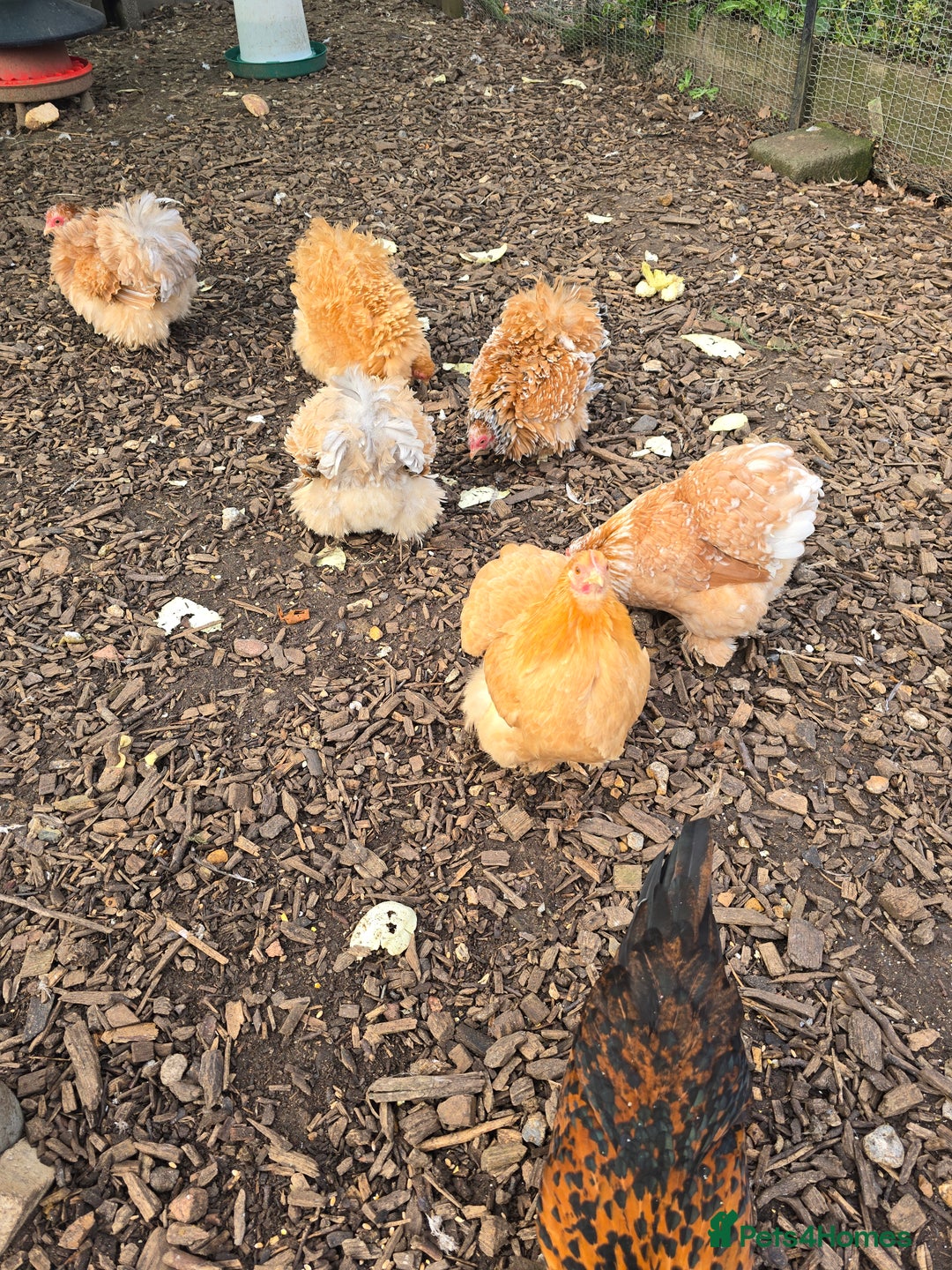 Chickens poultry for sale: Pekin Bantam Pullets  - Advert 2
