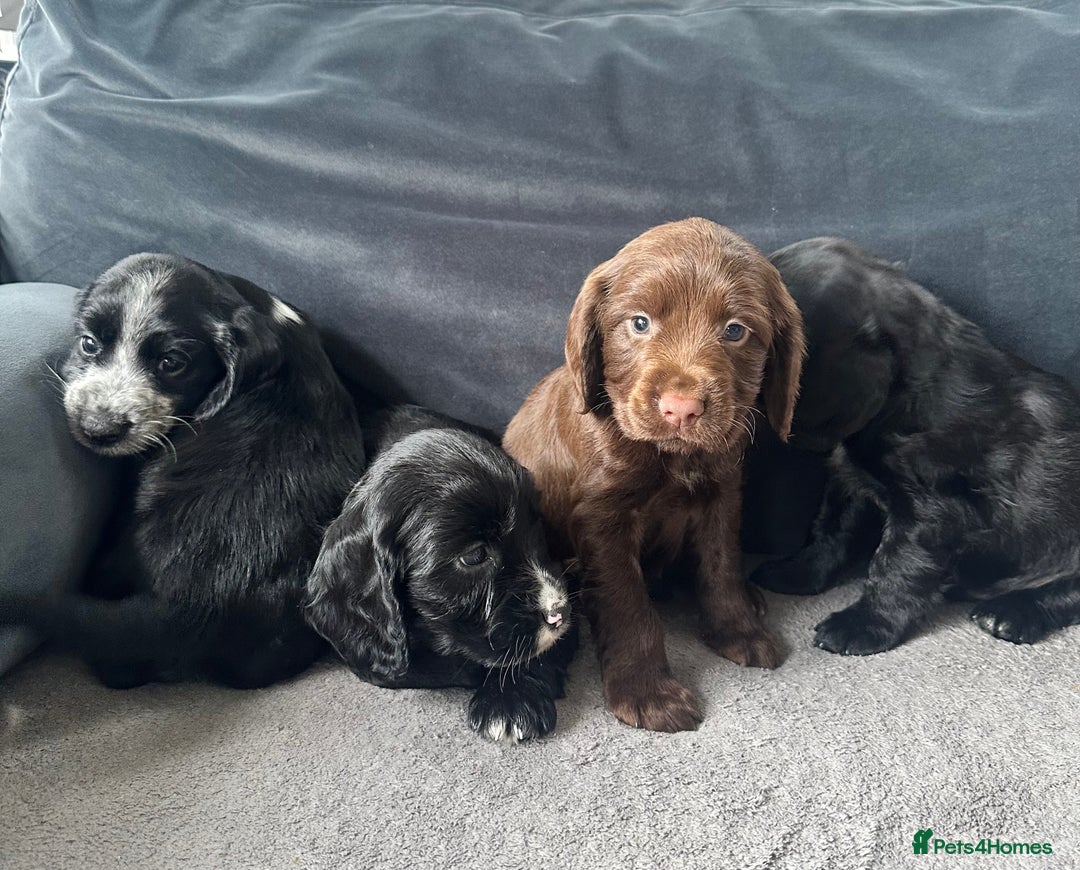 Cocker Spaniel dogs for sale: ADORABLE COCKER SPANIELS  - Image 9