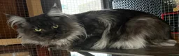 Maine Coon cats for sale:  Stunning Maincoon boy black/smoke - Advert 1