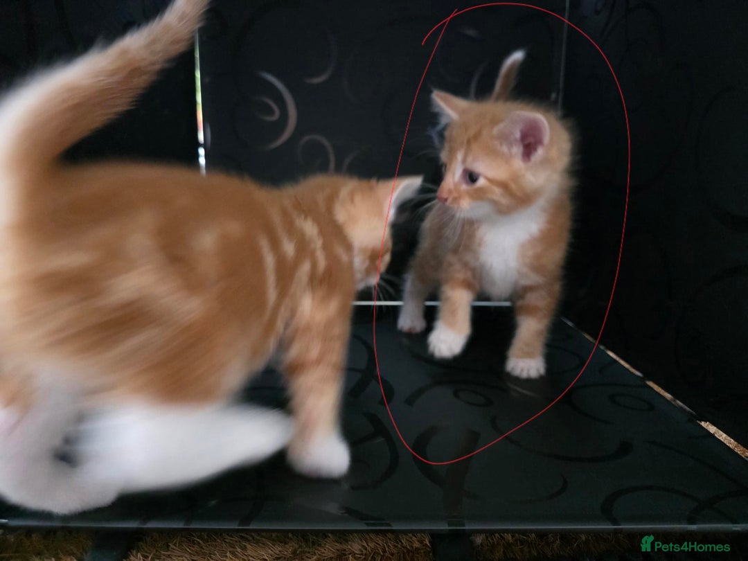 British Shorthair cats for sale: Rare ginger females. 1 male. British shorthair - Advert 35