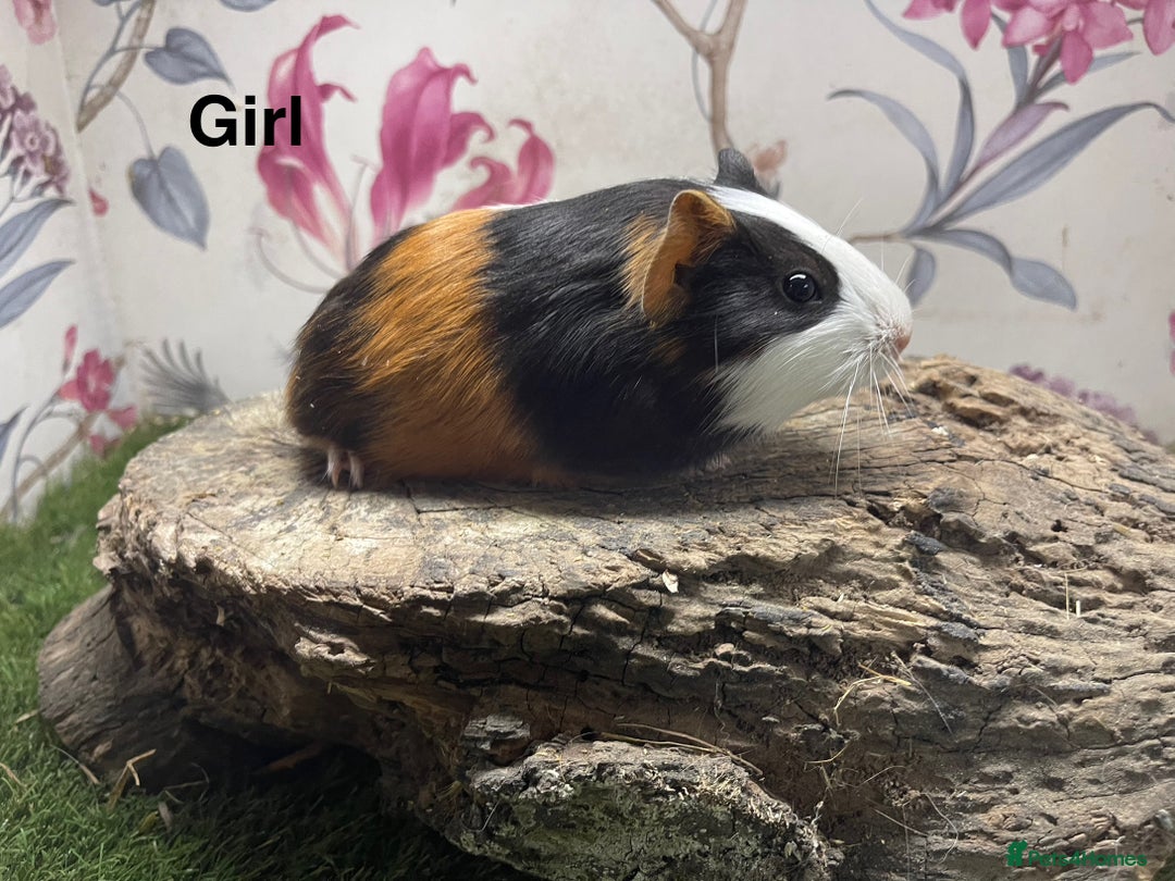 Guinea Pig rodents for sale: Female guinea pigs  - Image 4