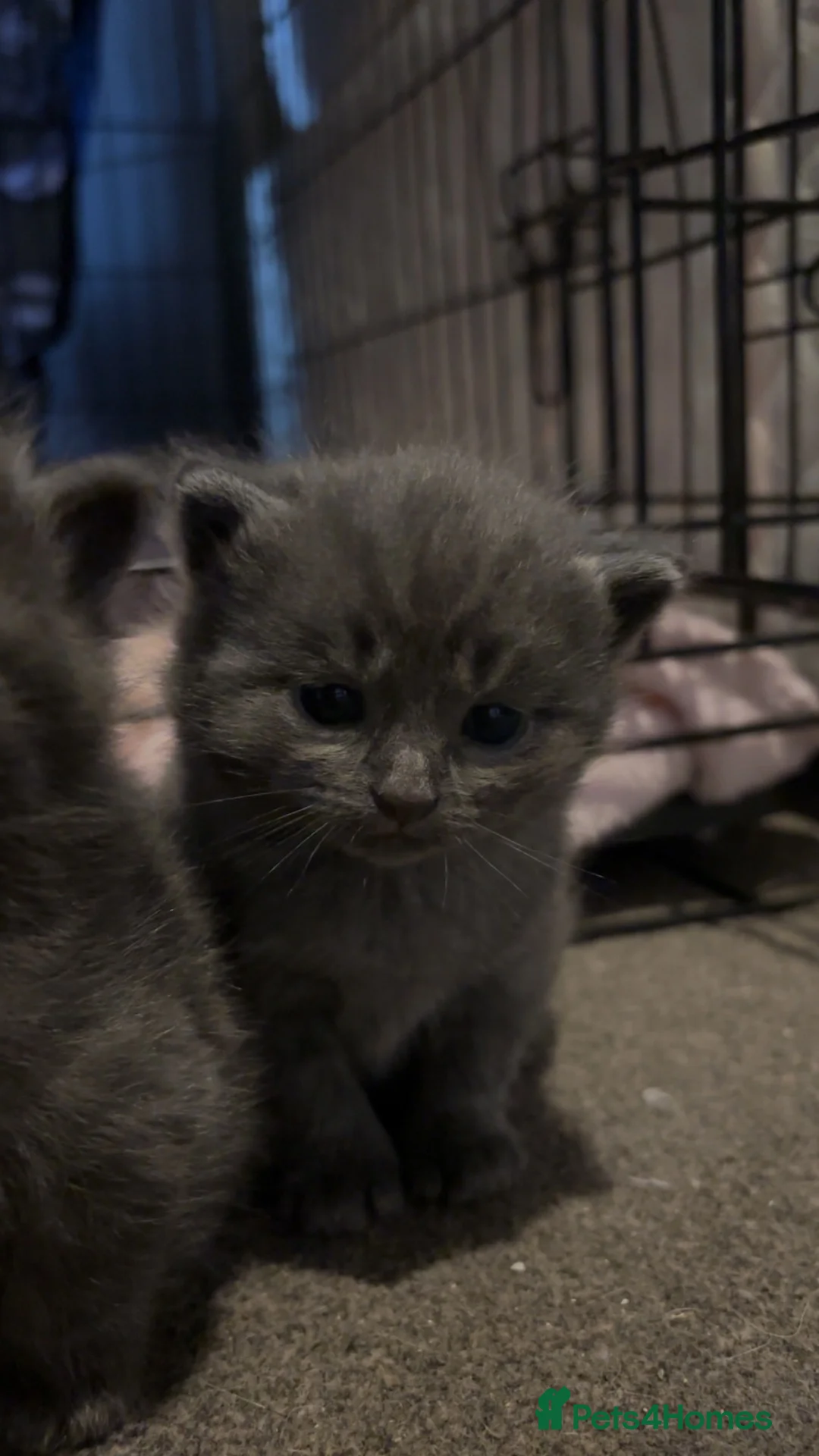 Mixed Breed cats for sale: Kittens for sale  - Advert 2