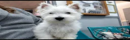 West Highland Terrier dogs for sale: quality female Westie WHWT puppy  - Advert 2