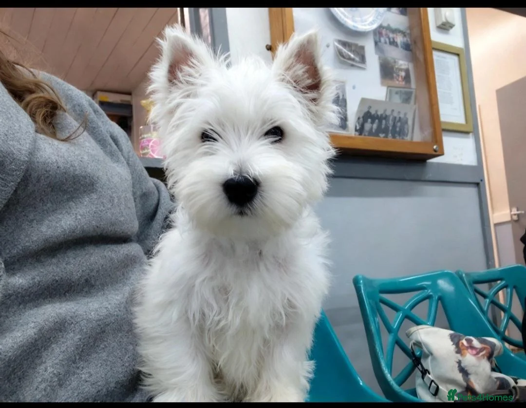 West Highland Terrier dogs for sale: quality female Westie WHWT puppy  - Advert 2