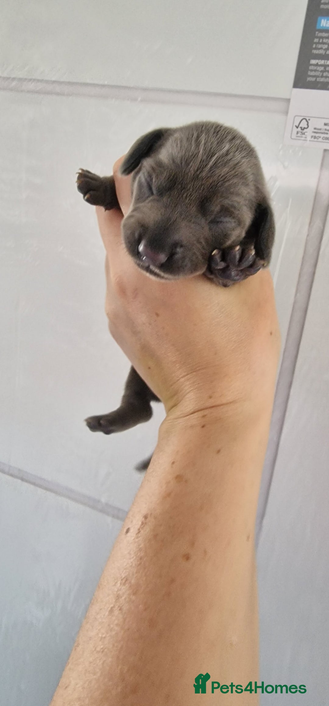 Miniature Dachshund dogs for sale: 3 puppies for sale  - Image 7