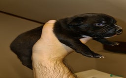 Staffordshire Bull Terrier dogs for sale: Adorable champion bred black staffys puppy's  - Image 18