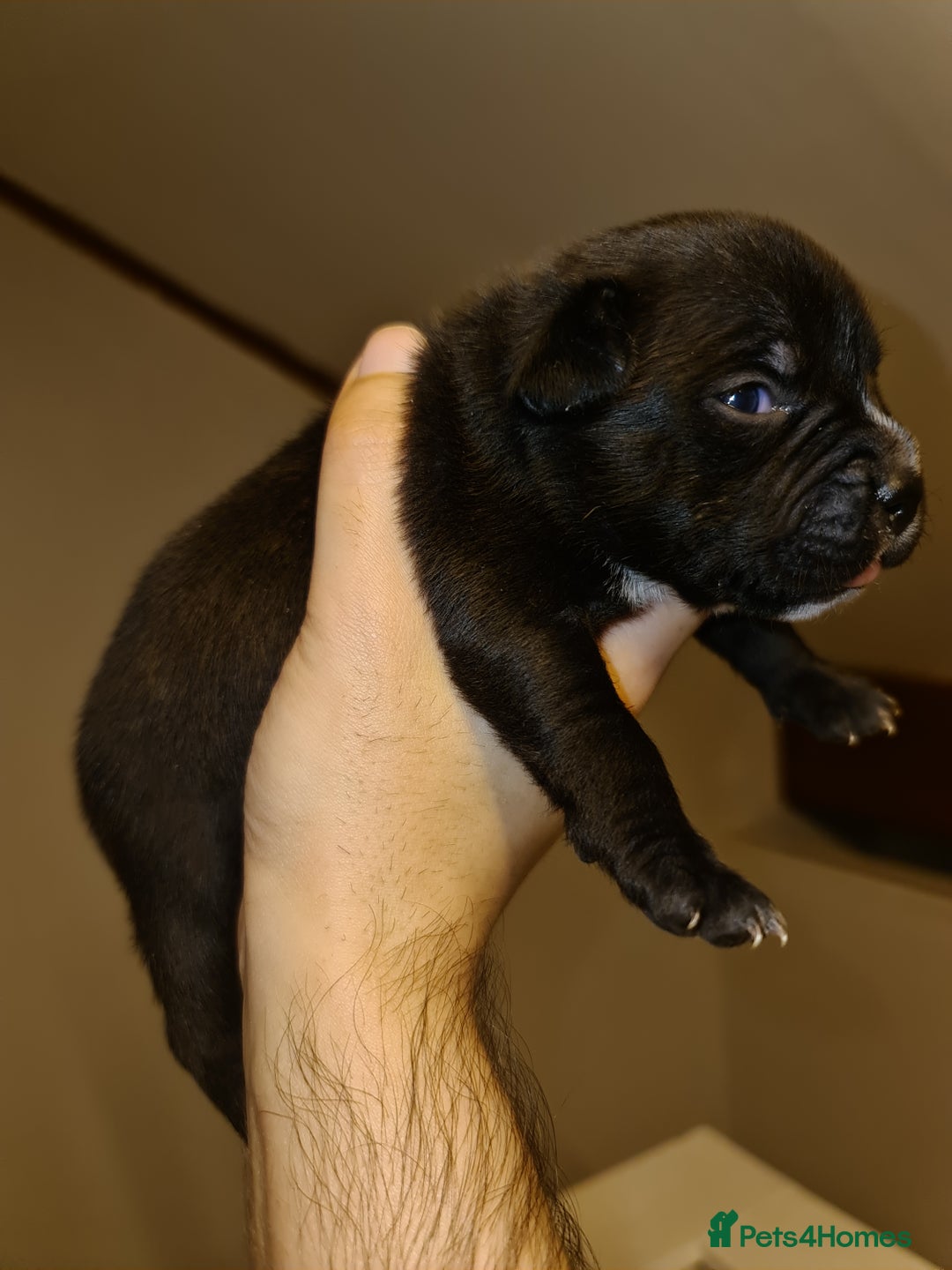 Staffordshire Bull Terrier dogs for sale: Adorable champion bred black staffys puppy's  - Image 18