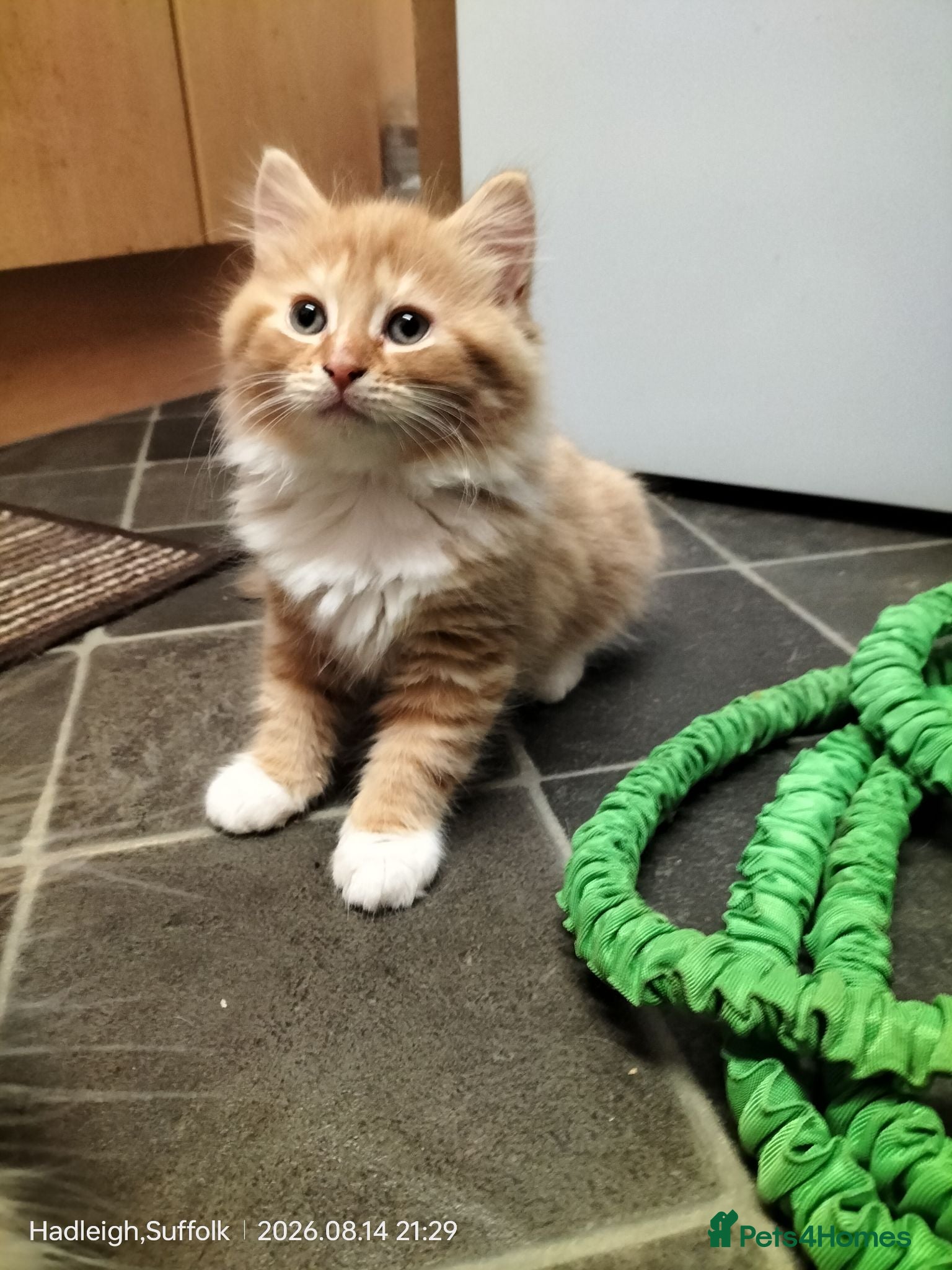 Norwegian Forest Cat cats GORGEOUS CONFIDENT DOG & HOOVER PROOF FLUFFY BOYS - Advert 2