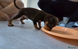 Miniature Pinscher dogs for sale: 1x Boy Miniature Pinscher - Image 3
