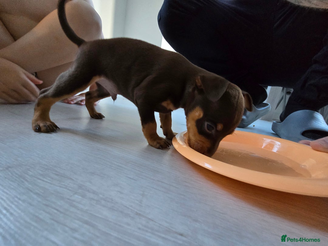 Miniature Pinscher dogs for sale: 1x Boy Miniature Pinscher - Image 3