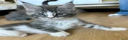 Maine Coon cats for sale: ⭐️⭐️GCCF Registered ⭐️⭐️ - Advert 4