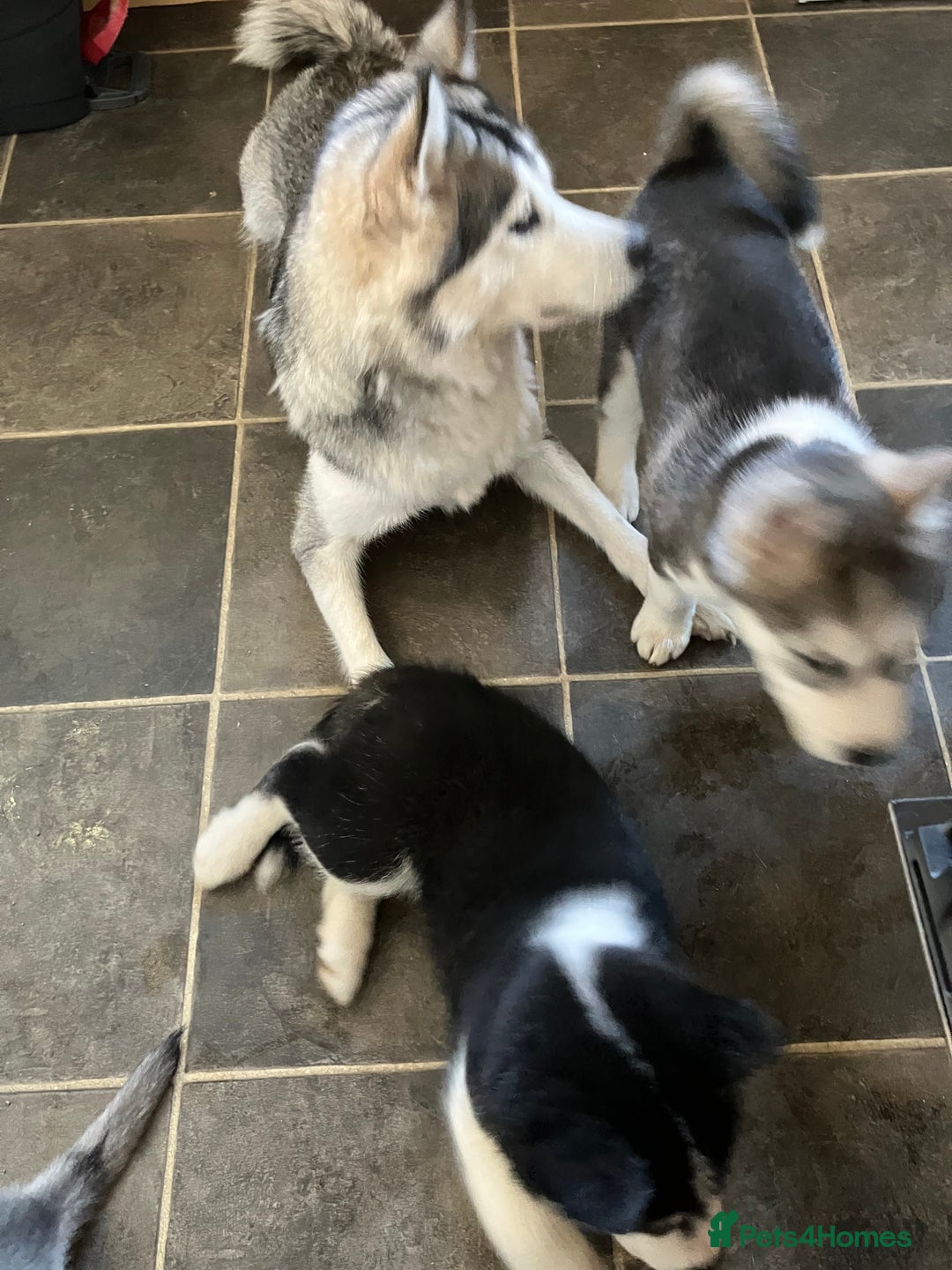 Siberian Husky dogs for sale: Beautiful husky puppies ready for their new homes  - Advert 2