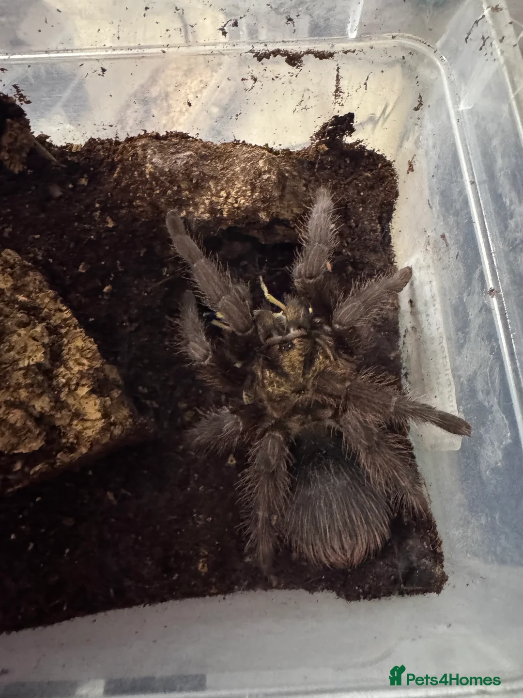 Tarantulas invertebrates for sale: 15 Tarantulas  adult/subadult - Advert 5