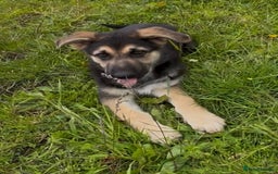 German Shepherd dogs for sale: German shepherd pups - Image 13