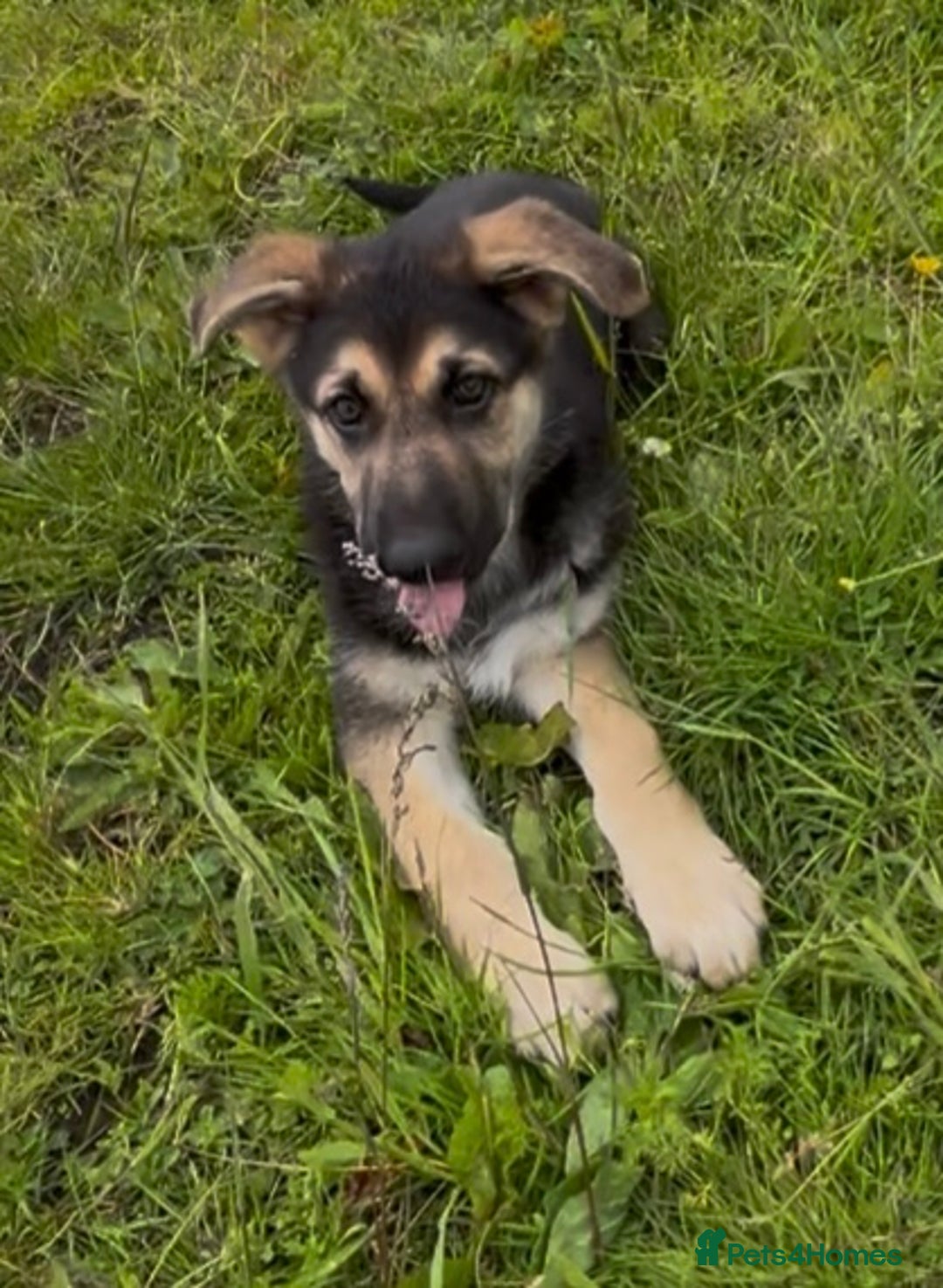 German Shepherd dogs for sale: German shepherd pups - Image 13