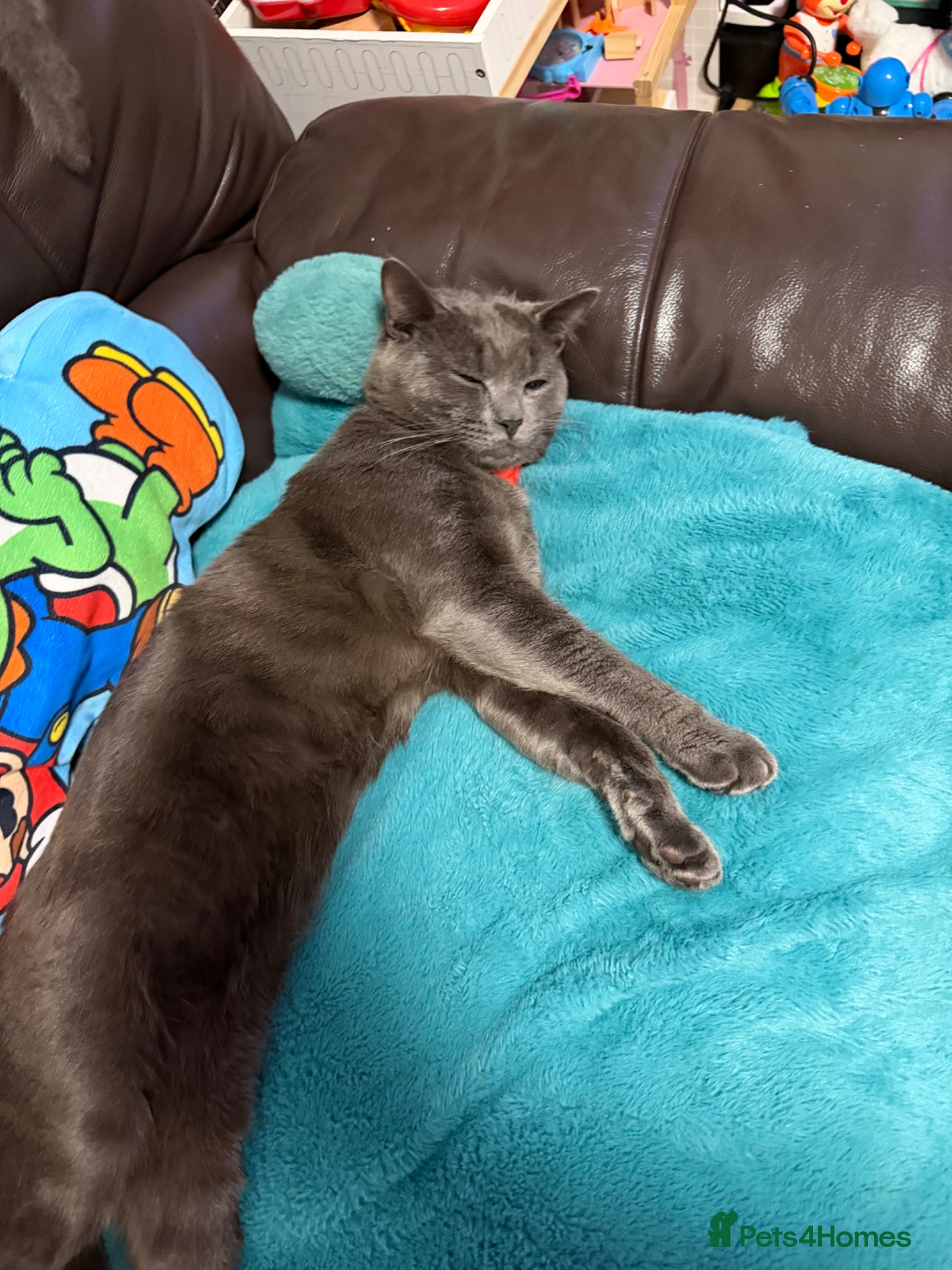 Russian Blue cats for sale: Bingo  - Advert 4