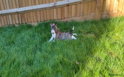 English Bull Terrier dogs for sale: KCRegistered English Bull Terrier Puppies–Top Line - Image 15