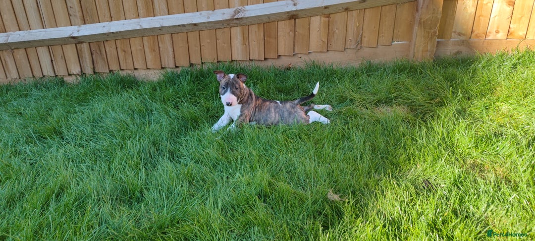 English Bull Terrier dogs for sale: KCRegistered English Bull Terrier Puppies–Top Line - Image 15