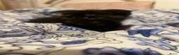 Mixed Breed cats for sale: Super friendly, playful kittens looking for a home in Ipswich - Advert 4