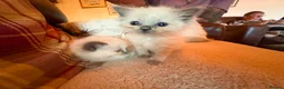 Ragdoll cats for sale: Beautiful Ragdol Kittens - Advert 13