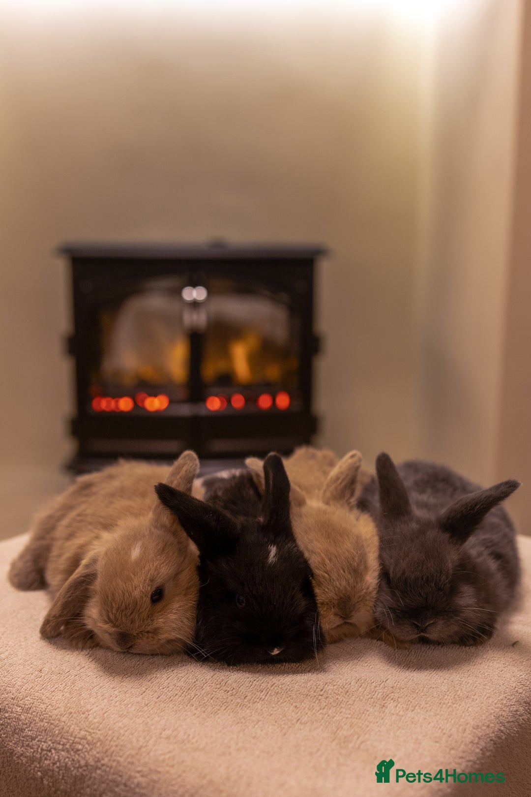 Mini Lop rabbits for sale: Ready soon 💫 Four gorgeous mini lop bunnies - Advert 2