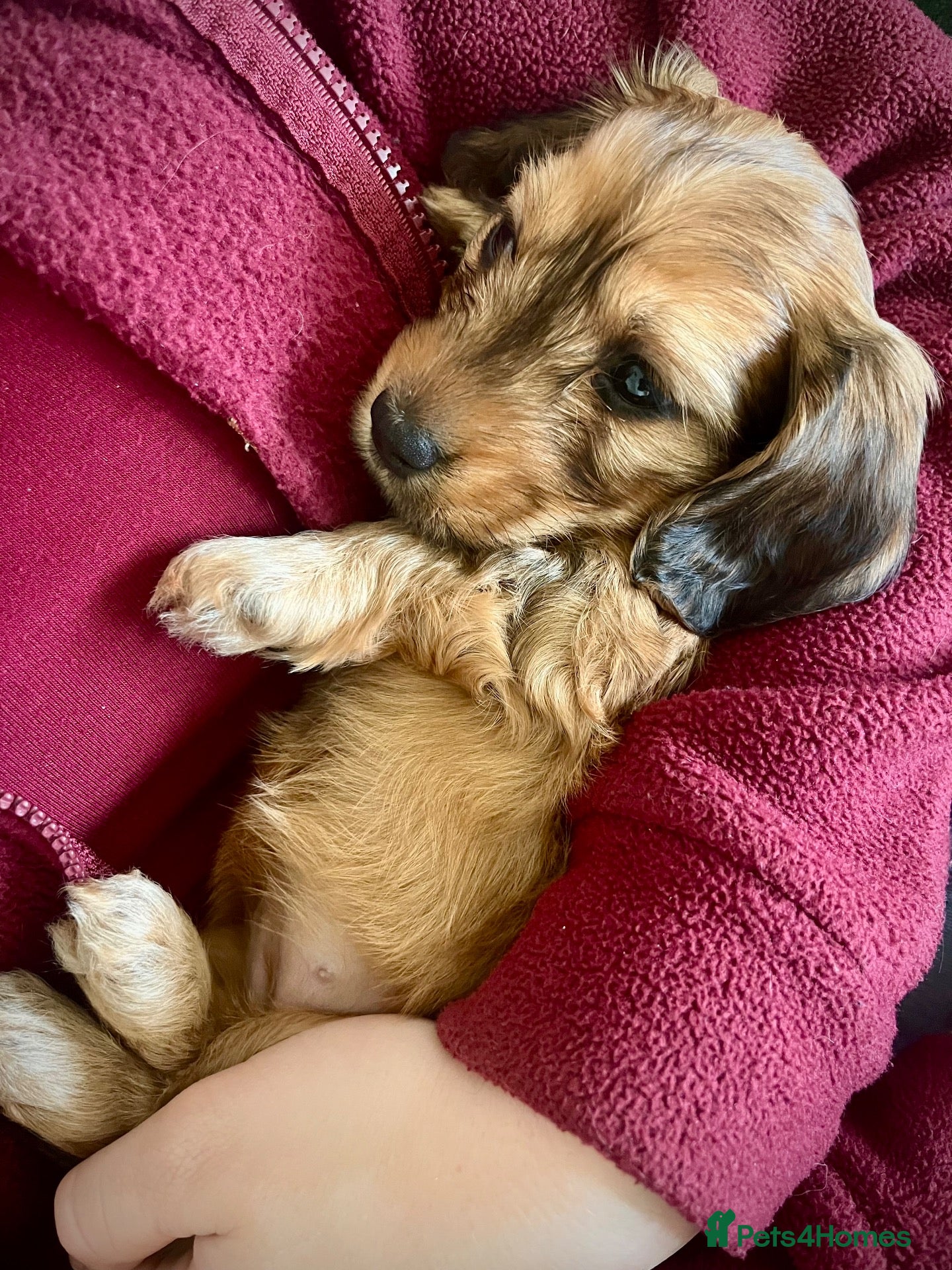 Miniature Dachshund dogs Gorgeous miniature Dachshund puppies-family raised - Advert 2